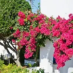 Hotel Dilino