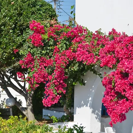 Dilino איוס פרוקופיוס